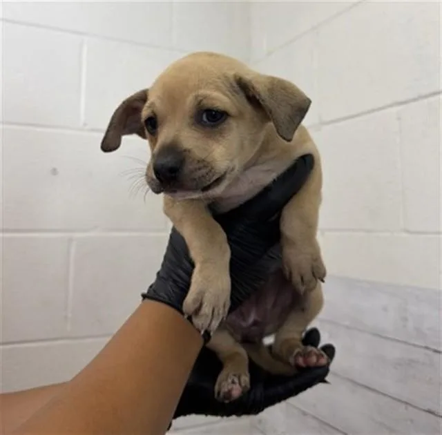 A baby small-sized female Pit Bull Terrier dog named Octubre for adoption in San Bernardino, CA
