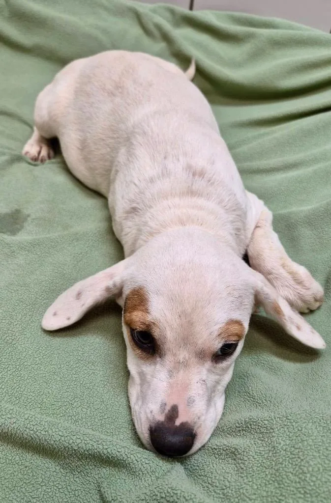 Pua