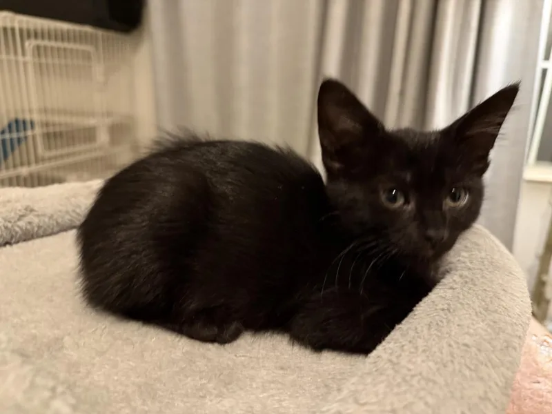 A baby small-sized male Black Domestic Short Hair cat named Ares Olympus for adoption in Chandler, AZ