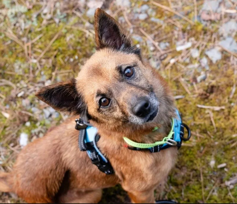 An adult small-sized female Terrier dog named Teena Scas for adoption in Rockaway, NJ