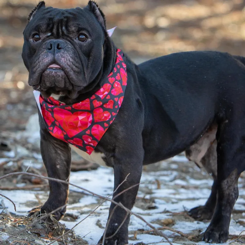 An adult medium-sized male Black English Bulldog dog named Cortez for adoption in Concord, NH