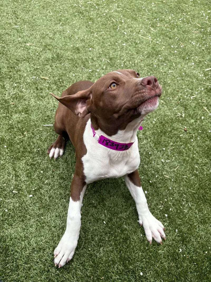 A baby medium-sized female Treeing Walker Coonhound dog named Toast for adoption in Oxford, MI