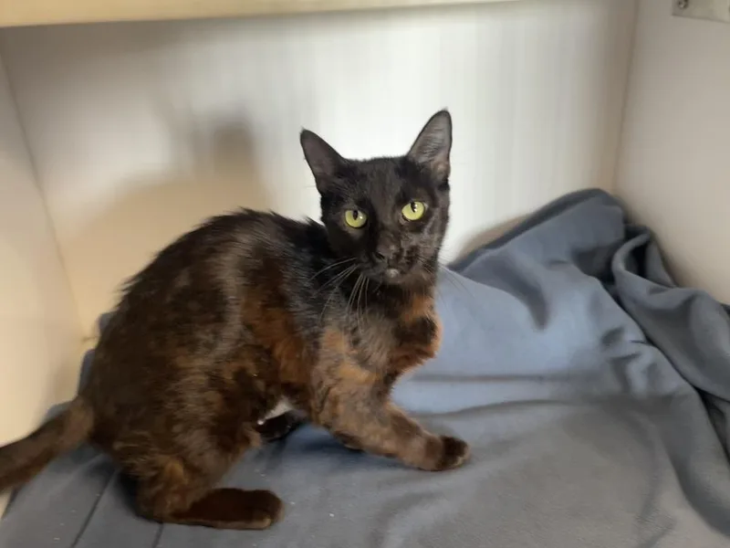 An adult medium-sized female Domestic Short Hair cat named Gracie for adoption in Bolivar, MO