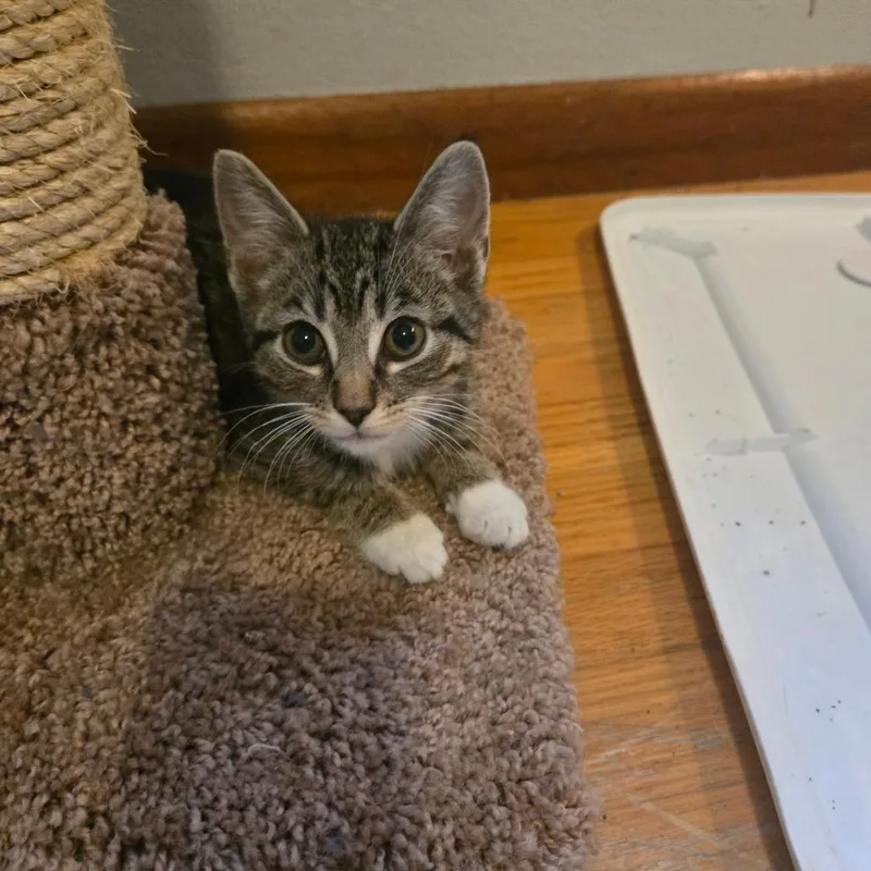 Rascal thumbnail 2
