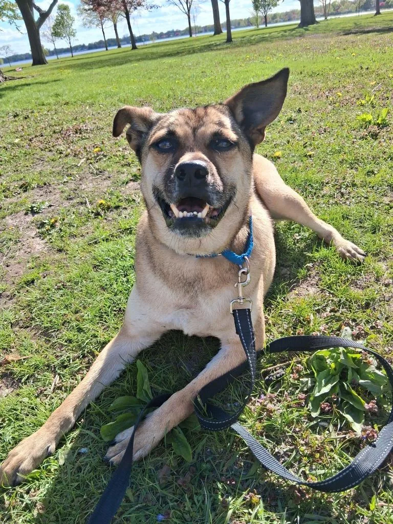 An adult medium-sized male Mixed Breed dog named Little Man for adoption in Fond Du Lac, WI