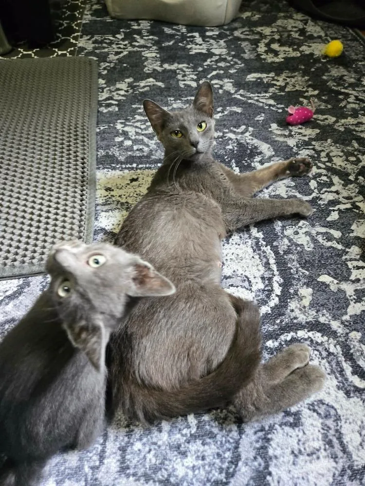 A young medium-sized female Domestic Short Hair cat named Betha for adoption in Groveland, MA