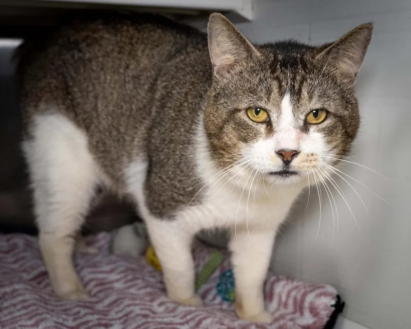 A young medium-sized male Domestic Short Hair cat named Echo for adoption in Wilmington, NC