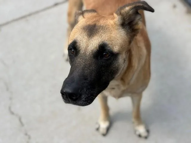 A young large-sized male Anatolian Shepherd dog named Spud for adoption in Tulsa, OK