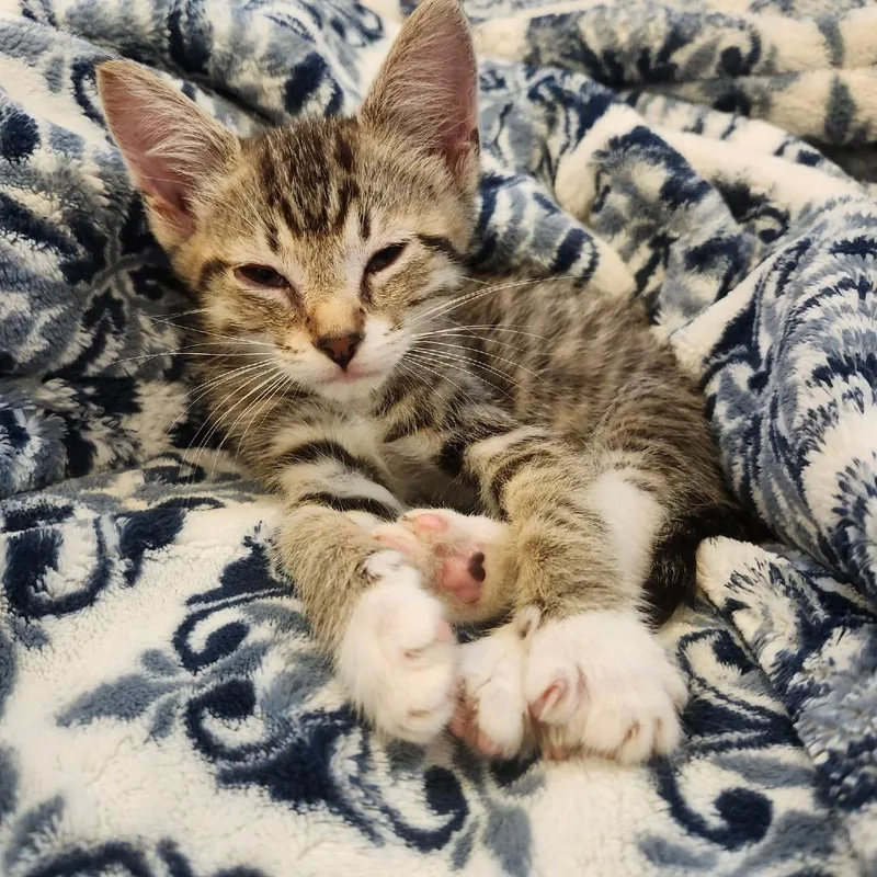 A baby small-sized male Gray / Blue / Silver Domestic Short Hair cat named Sam for adoption in Bel Air, MD