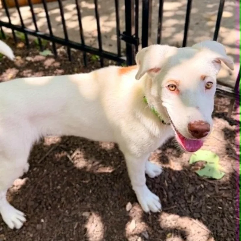 A baby small-sized female White / Cream Labrador Retriever dog named Junie for adoption in Olathe, KS