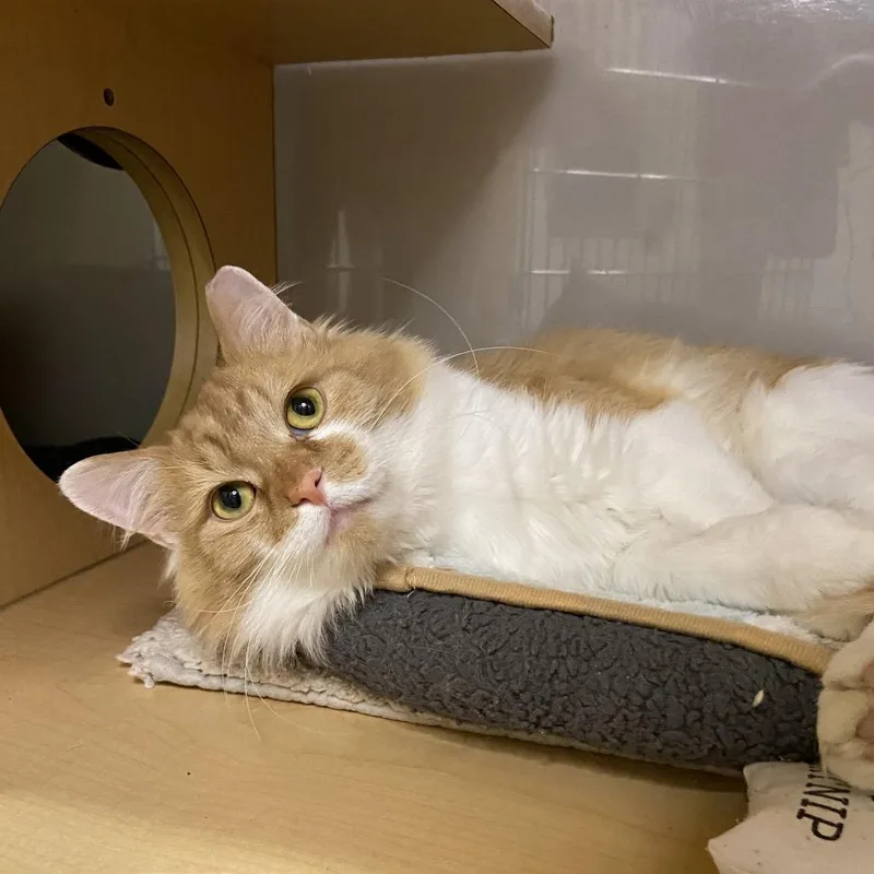 An adult medium-sized male Orange / Red Domestic Medium Hair cat named Spaghetti for adoption in Washington Township, OH