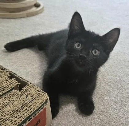 A young small-sized female Domestic Short Hair cat named Emily for adoption in New Hope, PA