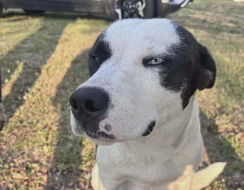 A baby medium-sized male Tricolor (Brown, Black, & White) Husky dog named Smooch for adoption in Willingboro, NJ