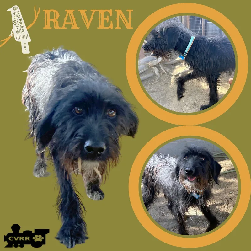 An adult medium-sized female German Wirehaired Pointer dog named Raven for adoption in LINDSAY, CA
