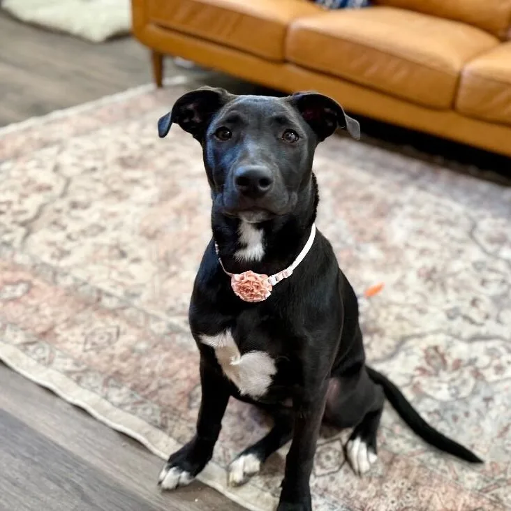 A baby medium-sized female Black Labrador Retriever dog named Harper Tater Tot Cuddlepaws for adoption in Friendswood, TX