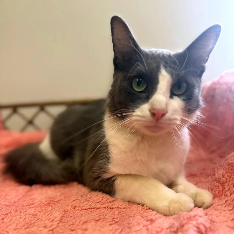 An adult medium-sized male Gray / Blue / Silver Domestic Short Hair cat named Gerry for adoption in Houston, TX