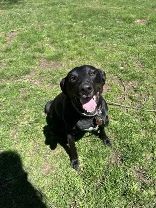 An adult medium-sized female Mixed Breed dog named Ellie for adoption in Scotia, NY