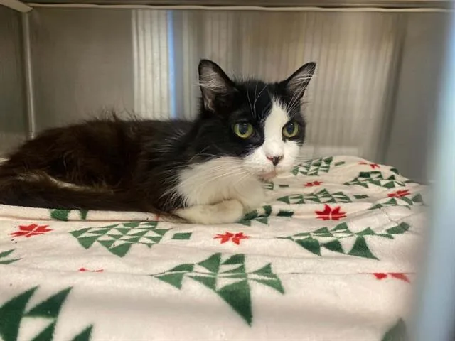 A senior medium-sized female Domestic Short Hair cat named Emily for adoption in Tustin, CA