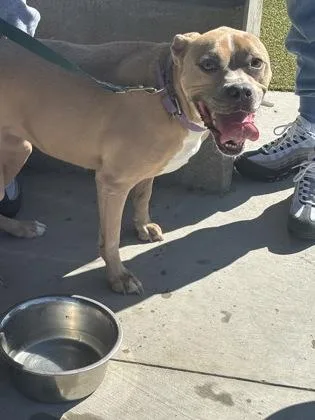 A senior medium-sized female Mixed Breed dog named Bella for adoption in Atlanta, GA