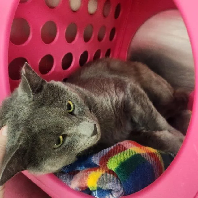 A young medium-sized male Domestic Short Hair cat named Birkenstock for adoption in Pawtucket, RI