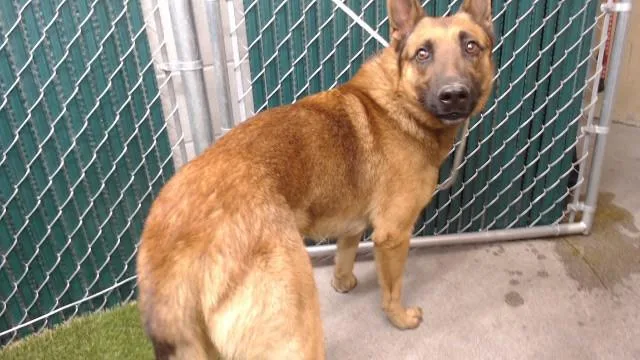 An adult medium-sized male Belgian Shepherd / Malinois dog named Spy for adoption in Downey, CA