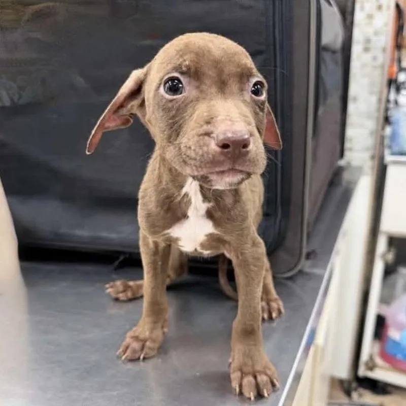 A baby medium-sized male Mixed Breed dog named Snickers for adoption in Long Island City, NY