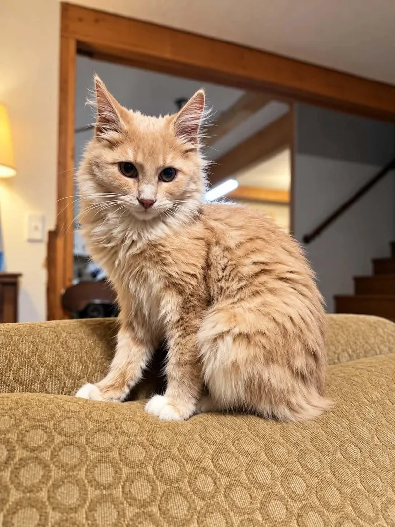 A baby small-sized male Tabby (Orange / Red) Domestic Long Hair cat named Grainger for adoption in Gladstone, OR