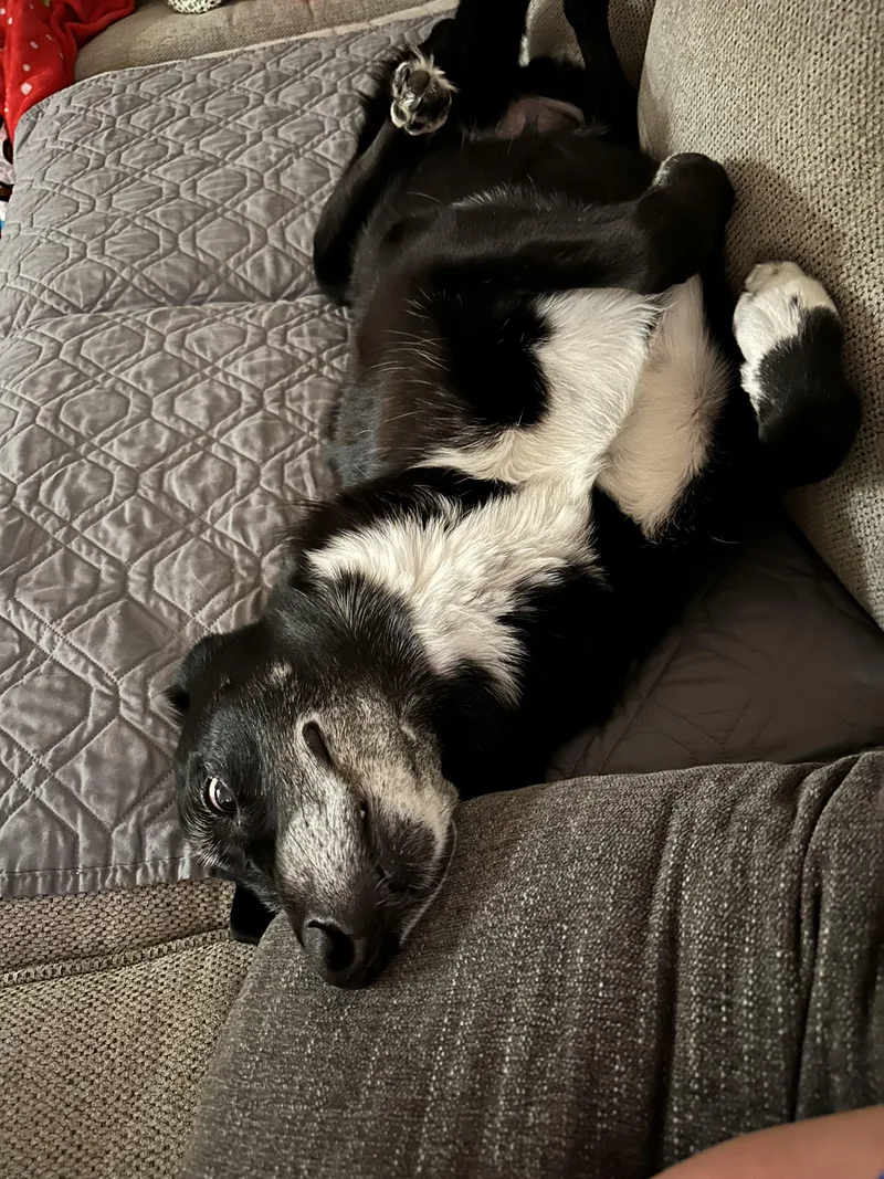 A senior large-sized female Black Labrador Retriever dog named Ellie for adoption in Mcloud, OK
