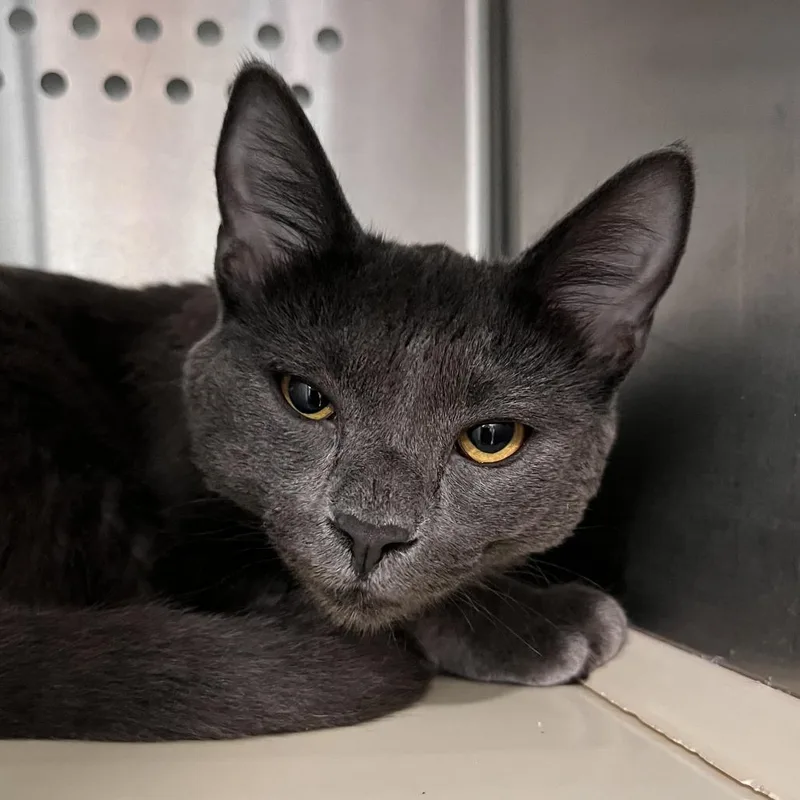 A young small-sized female Domestic Short Hair cat named Rye for adoption in Washburn, MO