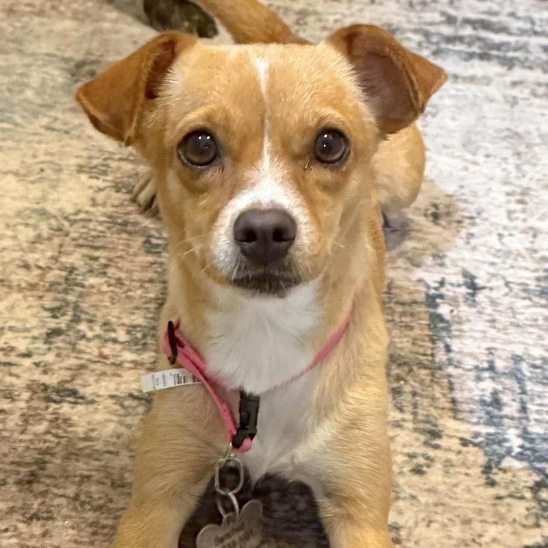 An adult small-sized female Golden Chihuahua dog named Polly for adoption in Corpus Christi, TX