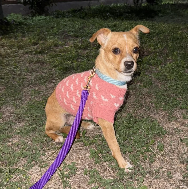 Polly thumbnail 3