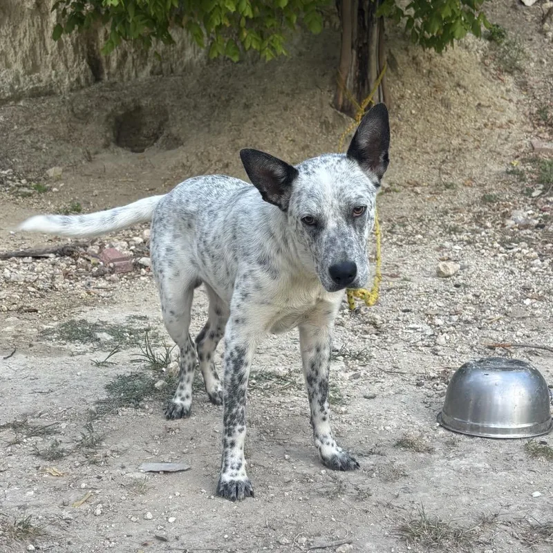 An adult medium-sized male White / Cream Australian Cattle Dog / Blue Heeler dog named Mav KCAC for adoption in Kerrville, TX