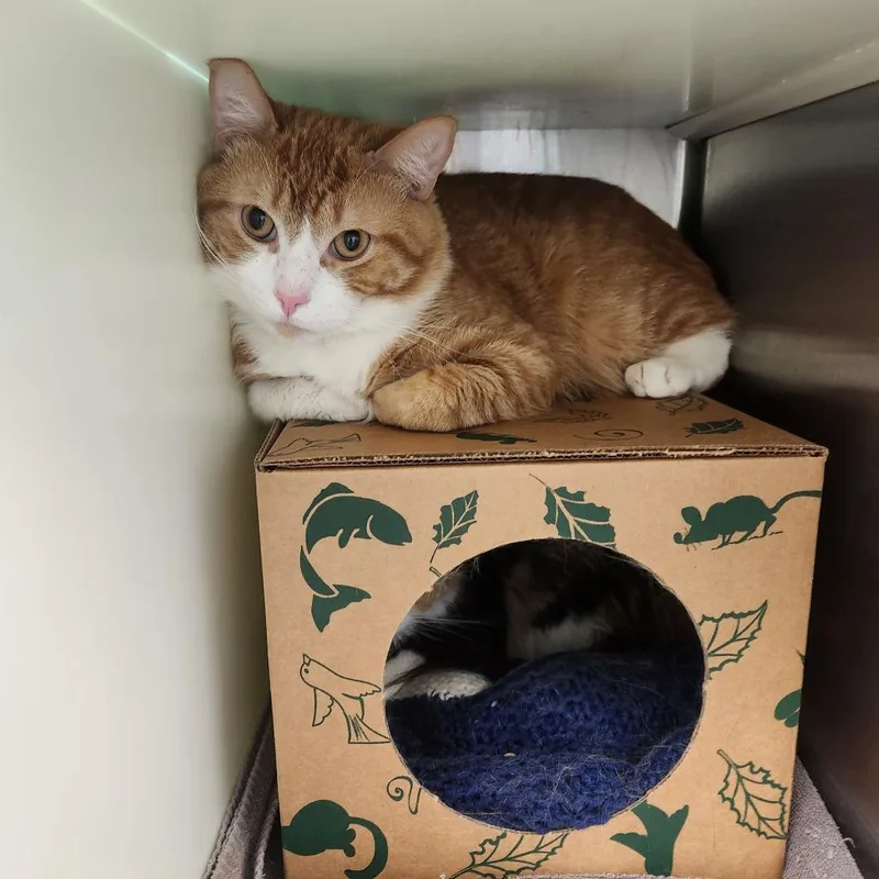 A young large-sized female Orange / Red Domestic Short Hair cat named Samisito for adoption in Fairport, NY