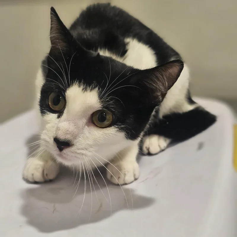 A baby small-sized female Domestic Short Hair cat named Dani for adoption in Tampa, FL