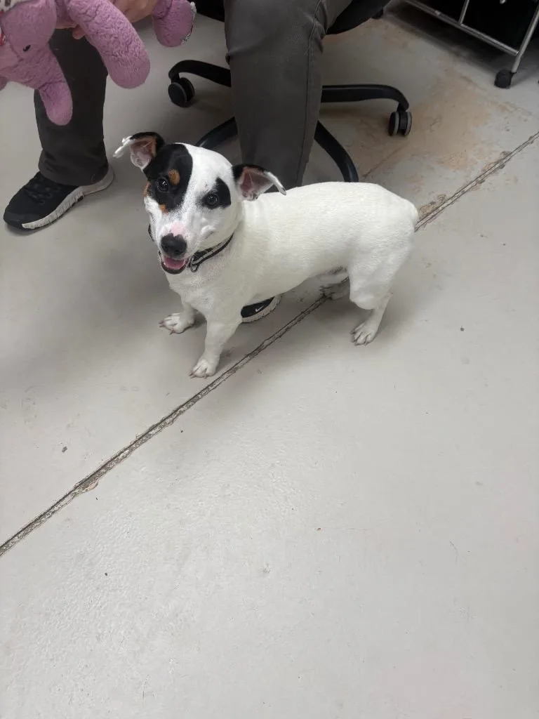 A young medium-sized male Jack Russell Terrier dog named Spike for adoption in Findlay, OH