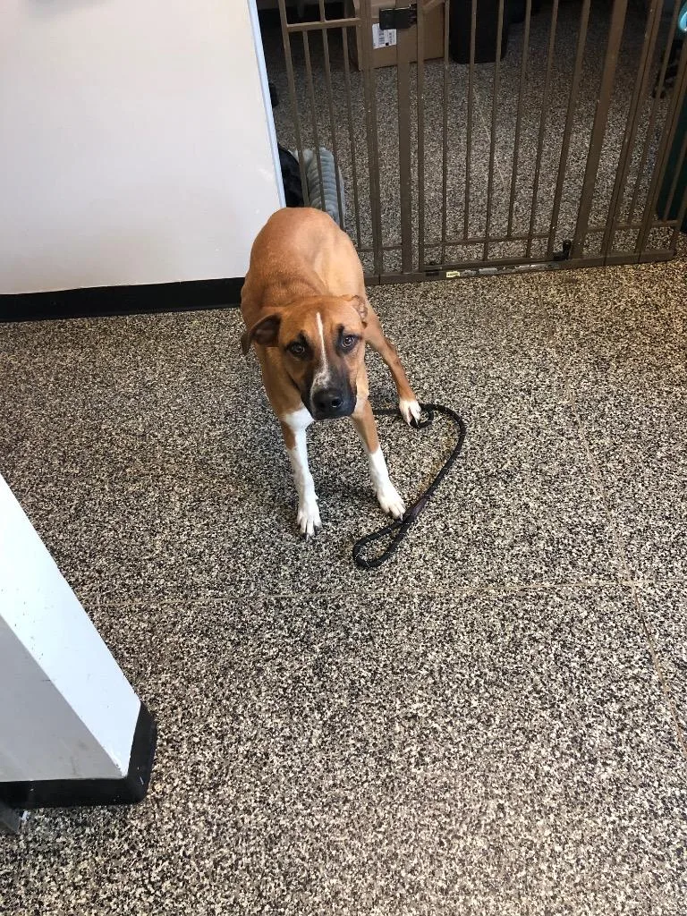 A young large-sized male Mixed Breed dog named Rodrigez for adoption in Columbia, TN