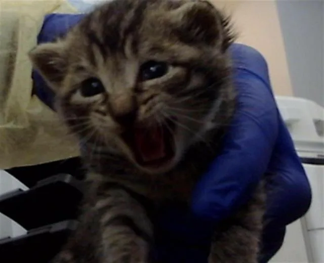 A baby medium-sized male Domestic Medium Hair cat named Italy for adoption in Dallas, TX