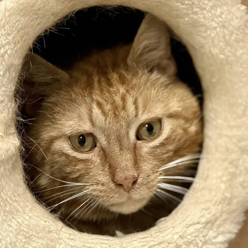 Al Purrchino thumbnail 2