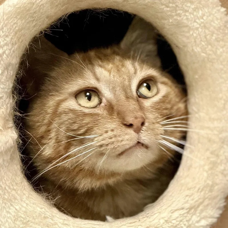 Al Purrchino thumbnail 3