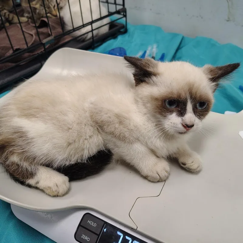 A baby small-sized female Seal Point Snowshoe cat named Carnival for adoption in Coos Bay, OR