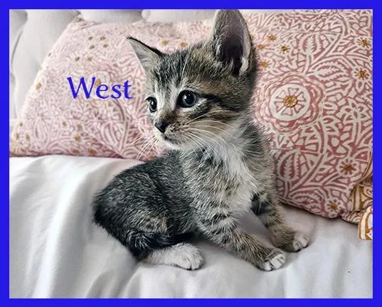 A baby medium-sized male Domestic Short Hair cat named West for adoption in Hoover , AL