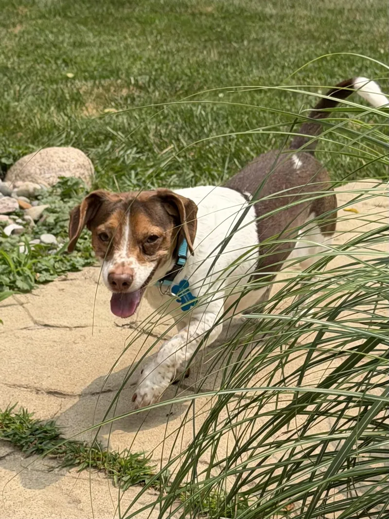 An adult small-sized male Brown / Chocolate Beagle dog named Tucker for adoption in Grosse Pointe Park, MI