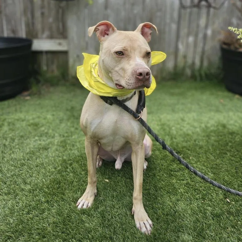 Cheesey Tango thumbnail 2