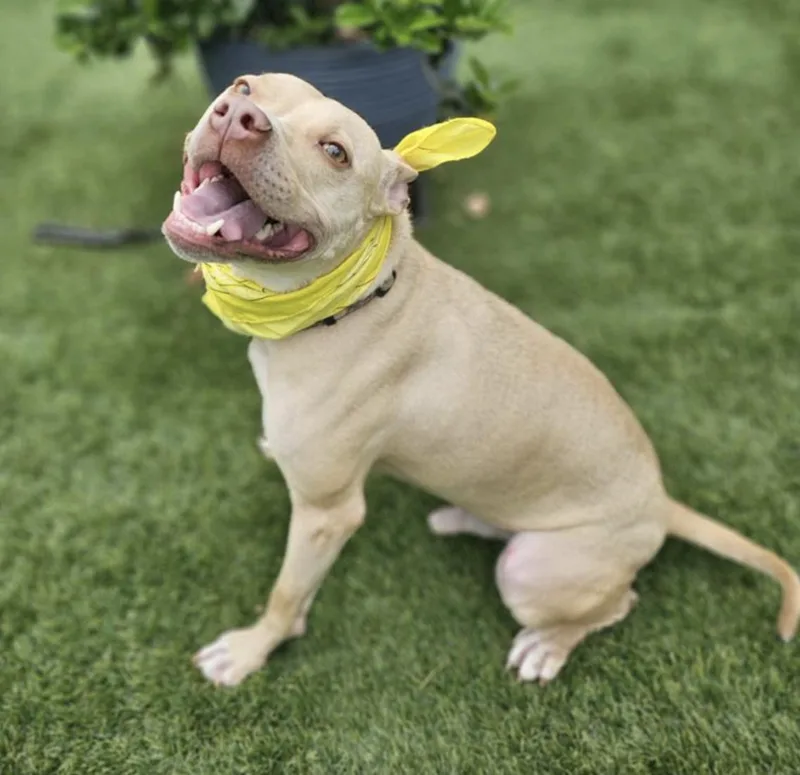 Cheesey Tango thumbnail 3