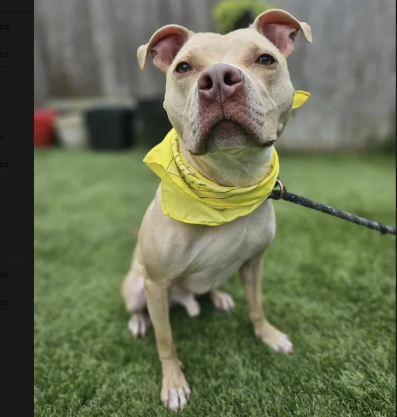 Cheesey Tango thumbnail 4