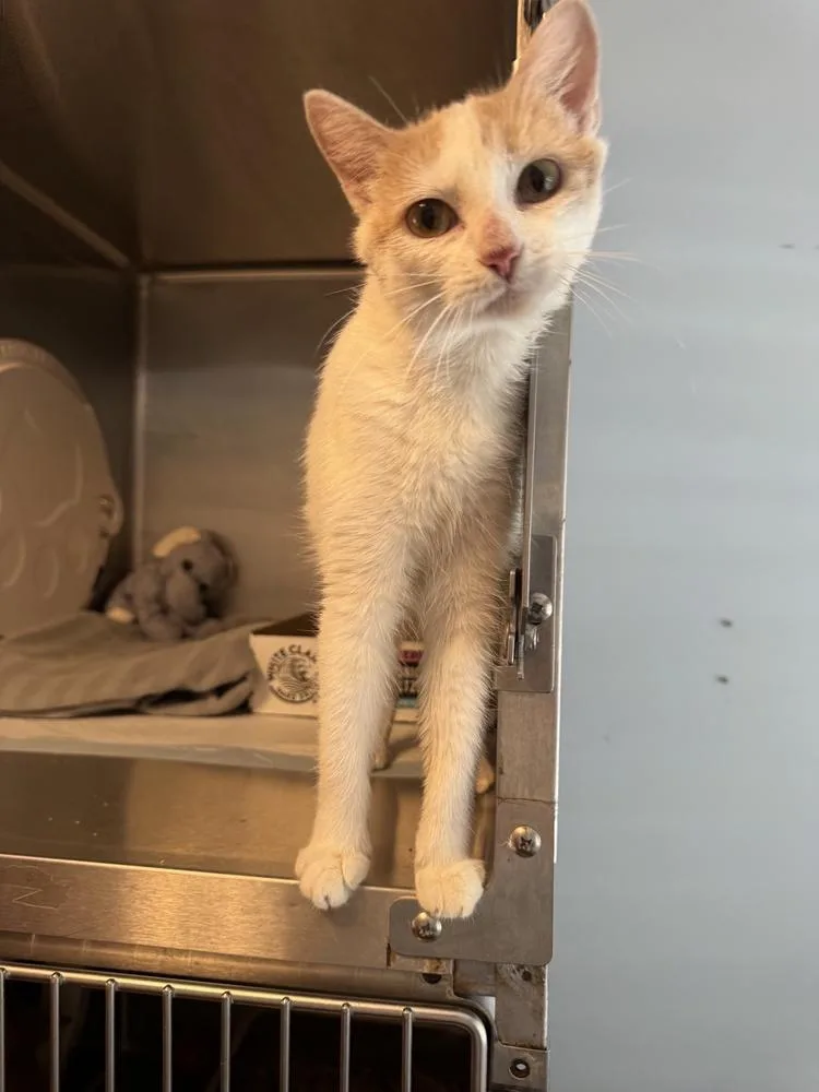 A young medium-sized female Orange & White Domestic Short Hair cat named Daniella for adoption in Emerald Isle, NC