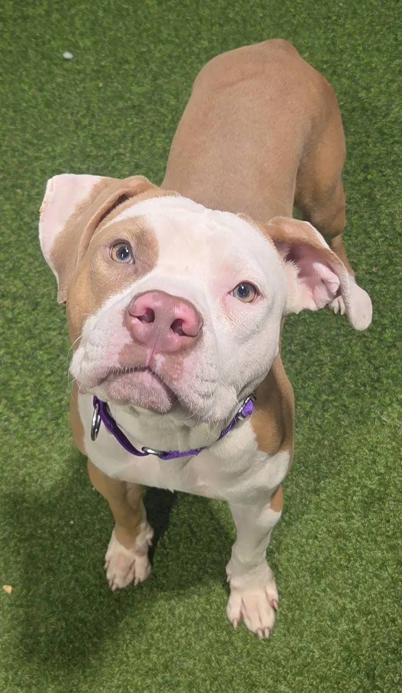 A young medium-sized female American Bulldog dog named Krystal for adoption in Racine, WI