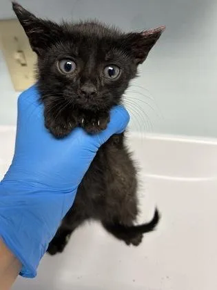 A baby small-sized male Domestic Short Hair cat named Vader for adoption in Largo, FL