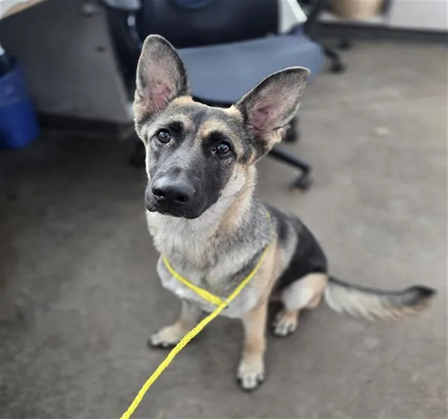 A young large-sized female Mixed Breed dog named Nelly for adoption in Dallas, TX