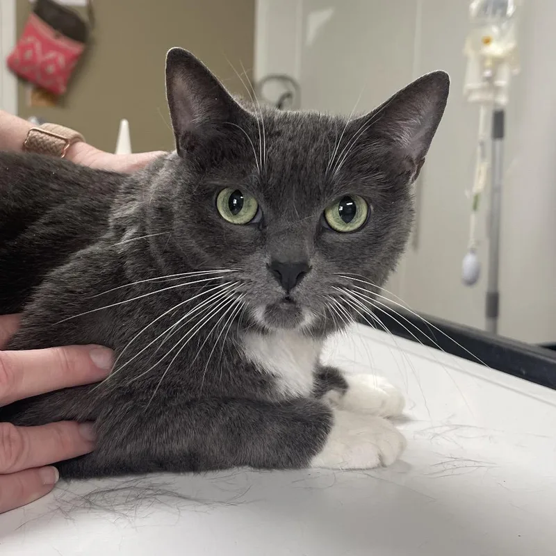 A senior large-sized female Gray / Blue / Silver Domestic Short Hair cat named Houdini for adoption in Peoria, IL